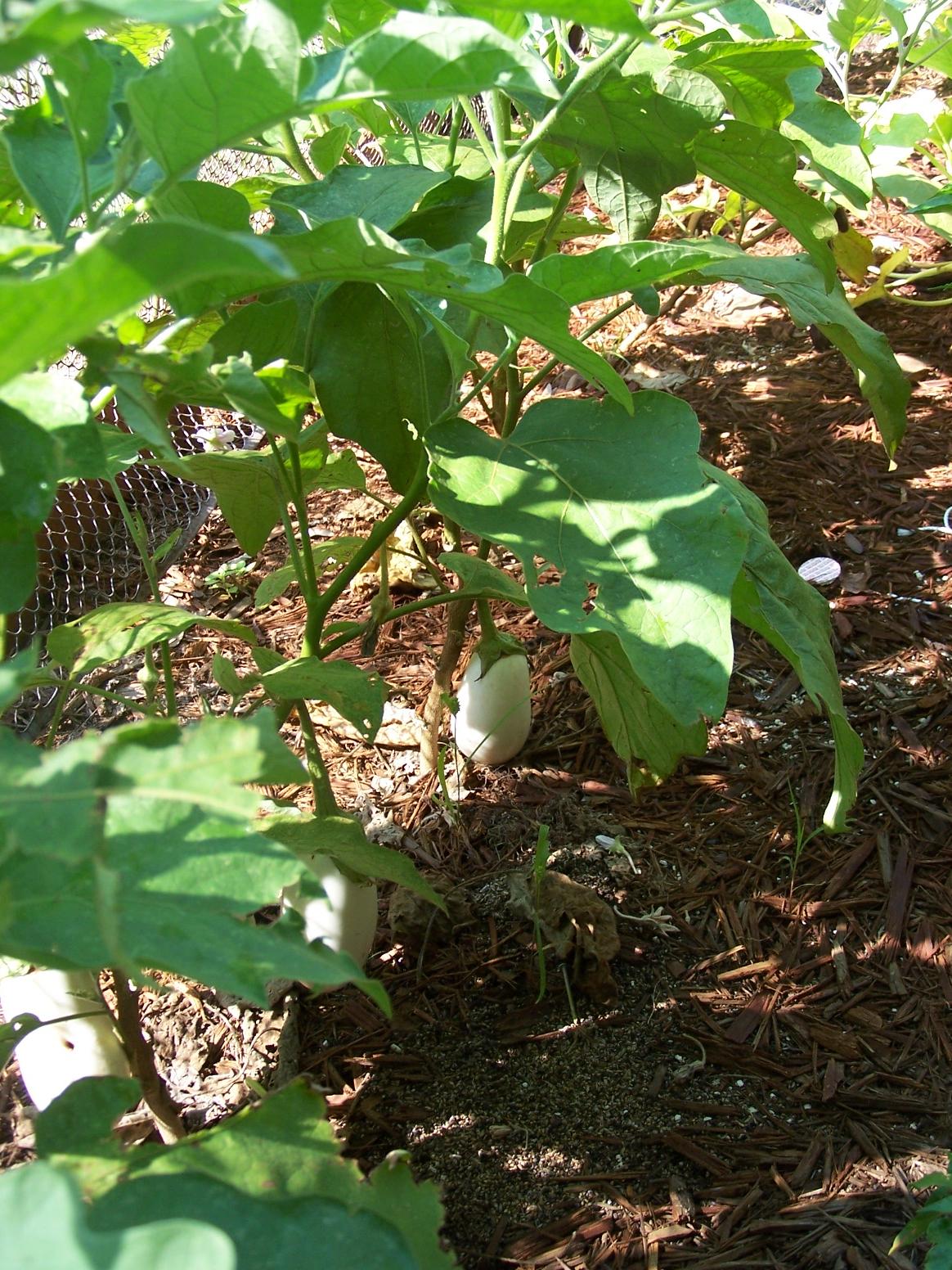 White Eggplant